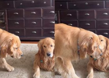 Golden Retriever Plays Invisible Super Spy To Impress Furry Sibling