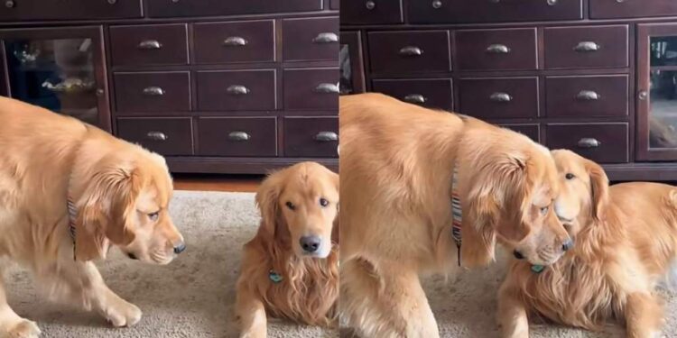 Golden Retriever Plays Invisible Super Spy To Impress Furry Sibling