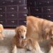Golden Retriever Plays Invisible Super Spy To Impress Furry Sibling