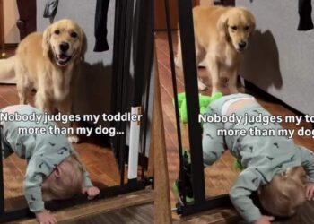 Golden Retriever Watches Toddler Attempt Wild Indoor Stunt & Cannot Hide His Judgement