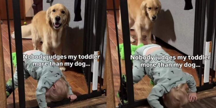 Golden Retriever Watches Toddler Attempt Wild Indoor Stunt & Cannot Hide His Judgement
