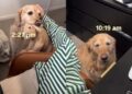 ‘Needy’ Golden Retriever Wants Mom To Know She Misses Her & Finds an Unexpected Way To Show It