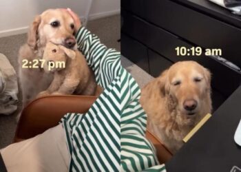 ‘Needy’ Golden Retriever Wants Mom To Know She Misses Her & Finds an Unexpected Way To Show It