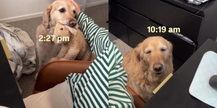 ‘Needy’ Golden Retriever Wants Mom To Know She Misses Her & Finds an Unexpected Way To Show It