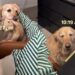 ‘Needy’ Golden Retriever Wants Mom To Know She Misses Her & Finds an Unexpected Way To Show It