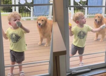 Golden Retriever Supervises Toddler Cleaning the Mess She Herself Created