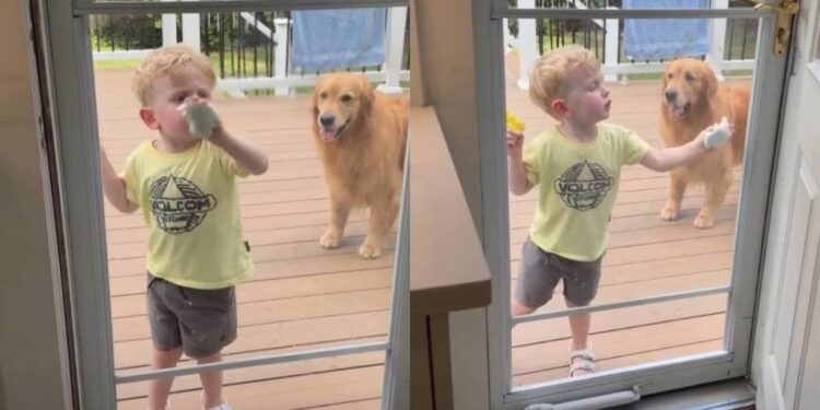 Golden Retriever Supervises Toddler Cleaning the Mess She Herself Created