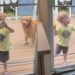 Golden Retriever Supervises Toddler Cleaning the Mess She Herself Created