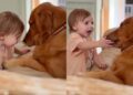 Golden Retriever Lets Toddler Come Close, Then Surprises Her With an Unexpected Kiss