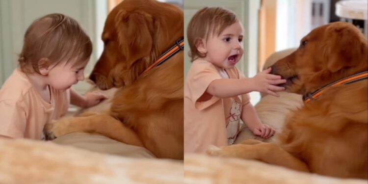 Golden Retriever Lets Toddler Come Close, Then Surprises Her With an Unexpected Kiss