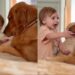 Golden Retriever Lets Toddler Come Close, Then Surprises Her With an Unexpected Kiss