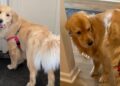 Golden Retrievers Reunite After a Weekend Apart & Waste No Time Making up for It