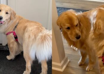 Golden Retrievers Reunite After a Weekend Apart & Waste No Time Making up for It