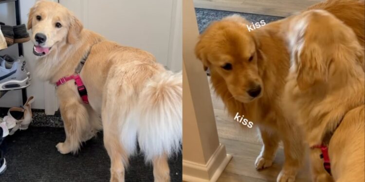 Golden Retrievers Reunite After a Weekend Apart & Waste No Time Making up for It