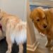 Golden Retrievers Reunite After a Weekend Apart & Waste No Time Making up for It