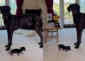 Big Dog Meets a Dog So Tiny He Can’t Seem To Figure Out What He’s Looking At