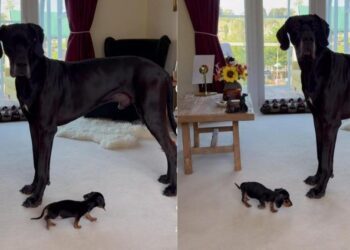 Big Dog Meets a Dog So Tiny He Can’t Seem To Figure Out What He’s Looking At