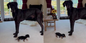 Big Dog Meets a Dog So Tiny He Can’t Seem To Figure Out What He’s Looking At