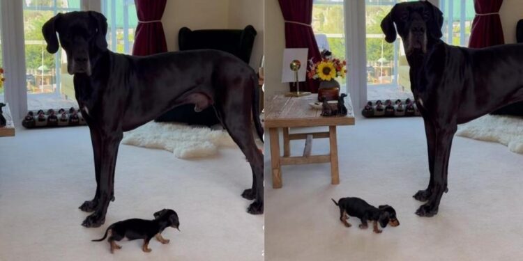 Big Dog Meets a Dog So Tiny He Can’t Seem To Figure Out What He’s Looking At