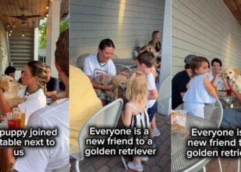 Golden Retriever Puppy Keeps Strangers Busy at Restaurant Greeting Everyone He Sees