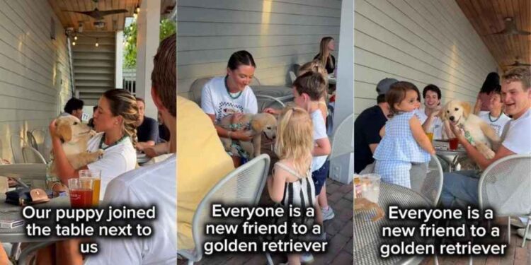 Golden Retriever Puppy Keeps Strangers Busy at Restaurant Greeting Everyone He Sees