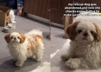 Rescue Dog, Once Abandoned, Fears Mom Will Leave Her Behind & Does Something Heartbreaking