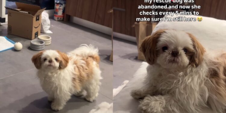 Rescue Dog, Once Abandoned, Fears Mom Will Leave Her Behind & Does Something Heartbreaking