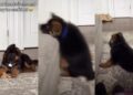 German Shepherd Puppy Tries To Copy Big Furry Sibling & Fails Adorably