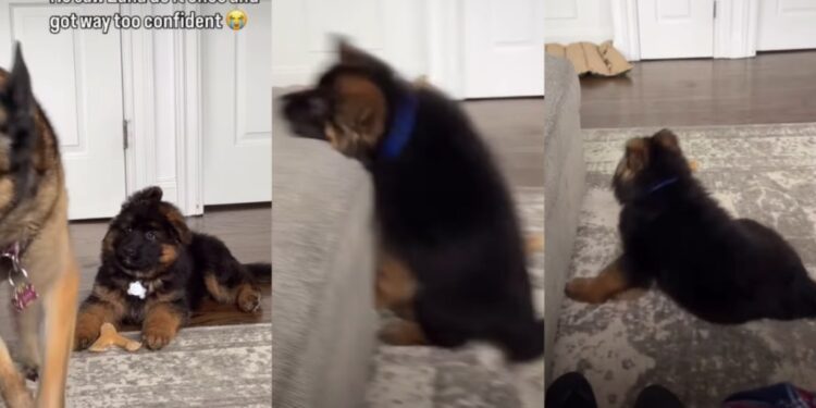 German Shepherd Puppy Tries To Copy Big Furry Sibling & Fails Adorably