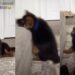 German Shepherd Puppy Tries To Copy Big Furry Sibling & Fails Adorably