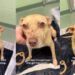 Rescue Dog Found Covered in Scars Believes in Loving Humans Despite What She Endured