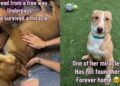 Mama Dog Rescued From the Streets Brings Her Miracle Babies, Having Never Known a Loving Home