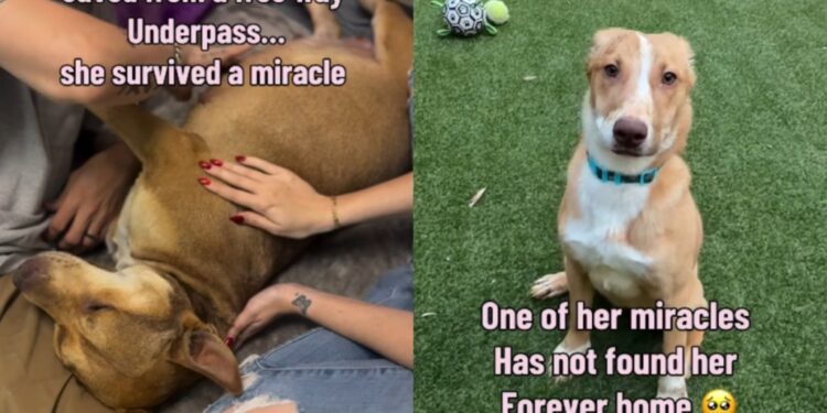Mama Dog Rescued From the Streets Brings Her Miracle Babies, Having Never Known a Loving Home