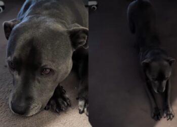 Dog’s Morning Walk Gets Delayed by Rain & She Makes Sure Dad Knows How She Feels About It