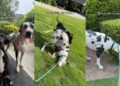 Two Great Danes Think Walk Time Is Actually ‘Goof Around’ Time