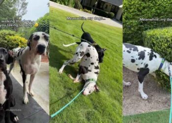 Two Great Danes Think Walk Time Is Actually ‘Goof Around’ Time