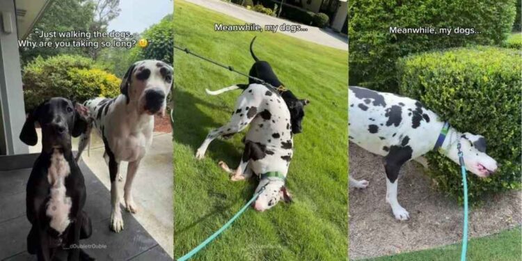 Two Great Danes Think Walk Time Is Actually ‘Goof Around’ Time