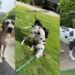 Two Great Danes Think Walk Time Is Actually ‘Goof Around’ Time