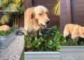 Golden Retriever’s Backyard Antics Include Stealing Strawberries From Mom’s Garden