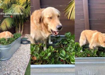Golden Retriever’s Backyard Antics Include Stealing Strawberries From Mom’s Garden