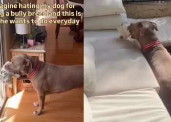 Rescue Dog, Misjudged for Her Breed, Picks a Toy & Waits by the Door, Knowing What Time It Is