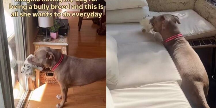 Rescue Dog, Misjudged for Her Breed, Picks a Toy & Waits by the Door, Knowing What Time It Is