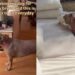 Rescue Dog, Misjudged for Her Breed, Picks a Toy & Waits by the Door, Knowing What Time It Is