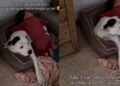 Dog Has No Idea Why Little Boy Is Crying, but Comforts Him Like He Understands Everything