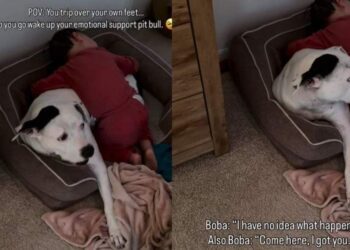 Dog Has No Idea Why Little Boy Is Crying, but Comforts Him Like He Understands Everything