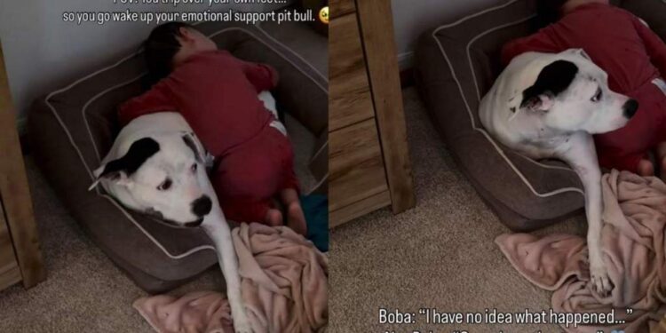 Dog Has No Idea Why Little Boy Is Crying, but Comforts Him Like He Understands Everything