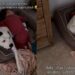 Dog Has No Idea Why Little Boy Is Crying, but Comforts Him Like He Understands Everything