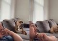 Rescue Dog Makes His Feelings About One Thing Very Clear to Human & It’s Not What They Expected