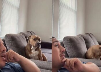 Rescue Dog Makes His Feelings About One Thing Very Clear to Human & It’s Not What They Expected