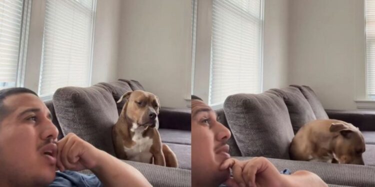 Rescue Dog Makes His Feelings About One Thing Very Clear to Human & It’s Not What They Expected